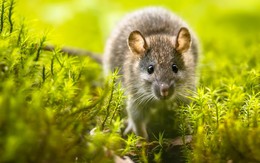 4 loại hoa là "kẻ thù truyền kiếp" của chuột