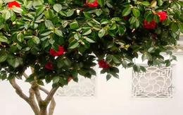 Loại cây là biểu tượng của vượng tài, sung túc: Nhiều nhà trồng mà không biết nó còn là thuốc