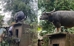Con trâu lạc lên mái nhà sau mưa lũ, mắc kẹt gần một tuần: Bất ngờ cách đưa xuống