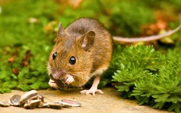 5 loại cây là "vũ khí" đuổi chuột cực mạnh: Trồng có chiến lược thì chẳng lo chúng cắn phá