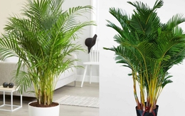 4 món đồ nhà nào cũng có nhưng vô tình “chặn tài, cản lộc” ngay lối đi