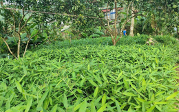 Loại cây dại trồng chỉ lấy lá giúp người dân đổi đời: Mỏ “vàng xanh” cuối cùng cũng được khai thác