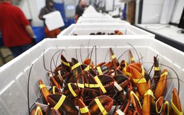 'Mỏ vàng' dưới nước của Việt Nam được người Trung Quốc mê không lối thoát: xuất khẩu tăng 135%, ưu đãi thuế cạnh tranh ngang ngửa hàng Mỹ