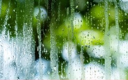 Trồng 2 cây cảnh này trong nhà, trời nồm cũng không sợ cửa sổ đọng hơi nước