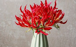 Loài hoa đẹp kỳ lạ mọc đầy ở Việt Nam: Vườn Quốc gia đưa cảnh báo tuyệt đối không được sờ hay hái