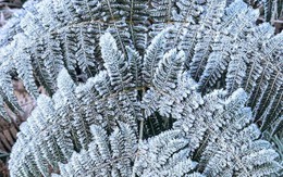 Y Tý xuất hiện băng giá, những tán cây rừng đẹp kỳ ảo