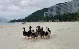 Đàn vịt "lạc trôi" vào resort 5 sao ở Nha Trang sau lũ: Diễn biến sau đó