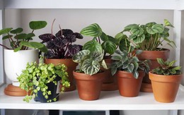 8 loại cây không bao giờ nên trồng trong nhà