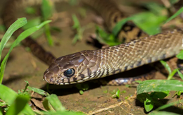 5 loại rắn thường bò vào nhà: Ai cũng nên biết để tránh nguy hiểm