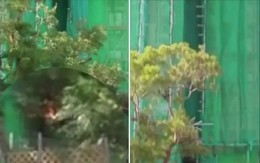 Video cho thấy toàn bộ tòa nhà Hong Kong (Trung Quốc) chìm trong biển lửa chỉ trong vòng 10 phút: Quá nhanh, quá kinh hoàng