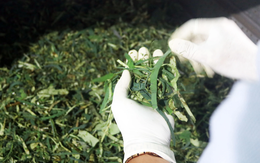 Trồng loại cây bán được từ lá đến củ, một người ở Đồng Tháp thu 150 triệu/tháng