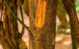 Một loại ‘vàng nâu’ quý báu của thế giới nhưng Việt Nam trồng bạt ngàn: Từ thân đến là đều ra tiền, thu về gần 250 triệu USD kể từ đầu năm