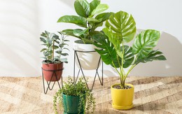 Mỹ đánh giá đây là 9 loại cây tốt nhất cho sức khỏe: Khoa học đã chứng minh