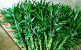 2 loại cây vừa lọc không khí, vừa hút tài lộc: Tết này nhất định phải có trong nhà