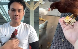 Nam NSƯT nuôi cả đàn gà ở Mỹ như làng quê Việt Nam, âu yếm gọi là "con"