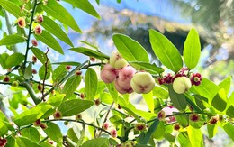 Loại rau nhiều sắt gấp 6 lần thịt bò, giúp bồi bổ sức khỏe: Mọc đầy góc vườn, còn được dùng làm thuốc