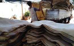 Hàng chục nghìn tấn 'vàng trắng' của Việt Nam được Indonesia tích cực săn lùng: diện tích trồng hơn 900.000 ha, nước ta là ông trùm top 5 thế giới