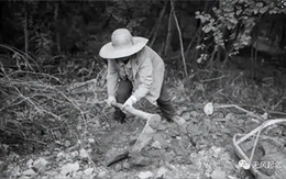 Người nông dân bất ngờ đào được con rắn đen mắt đỏ, chuyên gia một mực khẳng định là rồng: Sự thực là gì?