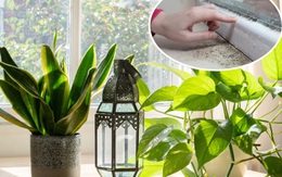 7 loại cây làm sạch không khí, hút ẩm và ngăn nấm mốc sinh sôi trong nhà