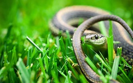 7 loại mùi rắn rất sợ: Để quanh nhà rắn sẽ không dám tới gần