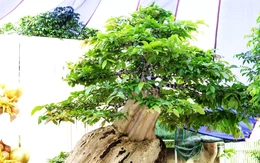 Xác lập kỷ lục Việt Nam cho chậu bonsai bằng lăng xoay tự động độc nhất vô nhị