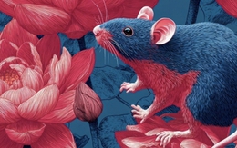 Chim hỉ thước báo tin vui: Từ đầu tuần đã thấy hên, 3 con giáp này làm gì cũng thuận, tình tiền đều lên hương