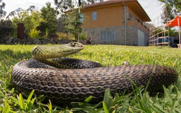 7 cách đuổi rắn khỏi vườn nhà cực hiệu quả