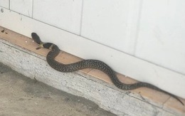 5 thứ âm thầm dụ rắn vào nhà