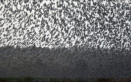 Hàng triệu con chim có hành vi lạ trên bầu trời, nhà khoa học cảnh báo: Dấu hiệu chẳng lành cho nhân loại