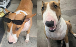 Cam thường bắt cận "thần thái" chú chó giống hệt Cậu Vàng (Mr. Gold) ngoài đời