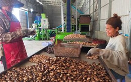 Campuchia, Nigeria cùng đưa sang Việt Nam hàng trăm nghìn tấn hàng quan trọng: Nước ta xuất khẩu top 1 thế giới