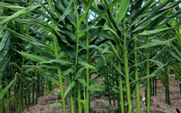 Loại củ là gia vị quý của thế giới Việt Nam trồng bạt ngàn: Thu về hơn 48 triệu USD kể từ đầu năm, nước ta là ông lớn thứ 3 thế giới