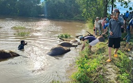 Bão số 13 Kalmaegi: 23 con trâu cột ngoài đồng chết do ngạt nước