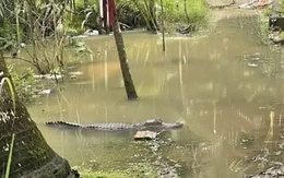 Xác minh tin cá sấu xuất hiện trong vườn nhà dân ở Cần Thơ