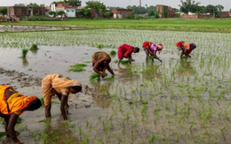 Buồn của quốc gia sản xuất gạo hàng đầu thế giới: Từng cấm xuất khẩu do thiếu hụt nay dư cung trầm trọng, giá nội địa sắp giảm thêm 15%