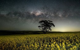 Giữa căng thẳng thương mại với láng giềng Washington, quốc gia BRICS nối lại nhập khẩu mặt hàng tỷ USD từ nước đồng minh của Mỹ sau 5 năm 'chặn cửa'