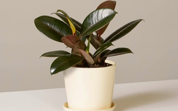 Top 5 loại cây “đuổi” bụi mịn độc hại trong nhà