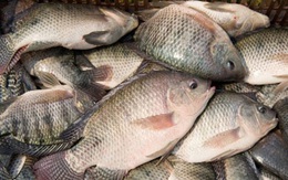 Loại cá được ví như "gà nước" do thịt trắng: Người Mỹ cực yêu thích, chợ Việt bán rẻ, sẵn quanh năm