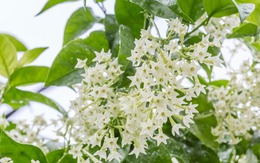 7 cây cảnh đẹp nhưng dễ dụ rắn đến nhà, nếu trồng phải đặc biệt lưu ý