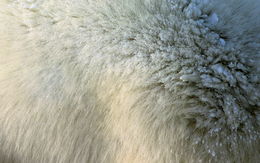 Mấy sợi lông êm mượt này có thể cứu giúp nhân loại