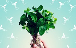 6 mùi hương mà muỗi “khiếp sợ”: Việt Nam có tất cả