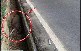 Con vật nặng hơn 100kg chết bất thường trong mương giữa dịch bệnh: Cư dân lo ngại, chính quyền vào cuộc