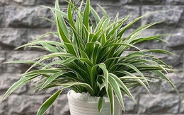 NASA gọi tên 10 cây tốt nhất để trồng trong nhà