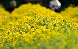 2 loài hoa vừa thanh lọc không khí, vừa hút tài lộc: Tết này không thể thiếu trong nhà