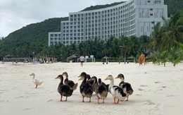17 con vịt bị lũ cuốn trôi vào resort của ông Phạm Nhật Vượng: Vinpearl Nha Trang tổ chức thi đặt tên, thưởng 17 cặp vé