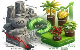 Từ bán nhà cũng phải trồng cao su, mất ngủ vì heo ăn chuối, bầu Đức sắp xoay trục sang sản phẩm chủ lực mới?