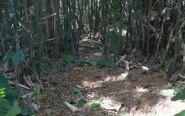 Đang đào giun thấy xẻng chạm phải vật cứng, lão nông dân run rẩy phát hiện kho báu nặng 30kg ngàn năm tuổi còn nguyên vẹn