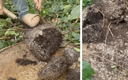 Món quà rừng hiếm nhất Đông Bắc: Kẻ rùng mình né xa, người mê đến độ dị ứng vẫn cố ăn