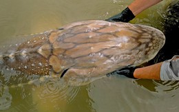 Gặp "thủy quái nước ngọt" dài hơn 6m, nặng gần 700kg: Cá thể hiếm đến mức cả thập kỷ mới thấy một lần