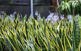 5 loại cây lọc không khí 'gọi lộc' cho năm mới: Đơn giản nhưng hiệu quả rõ rệt